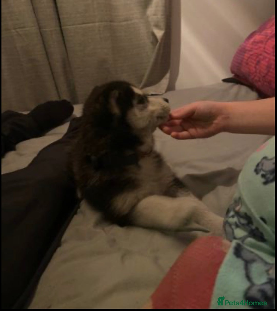 Siberian Husky dogs for sale: Gorgeous Siberian Husky pups %100 socialized - Advert 8