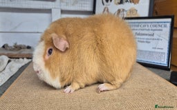 Guinea Pig rodents for sale: Bonded pairs of guinea pigs - Image 9