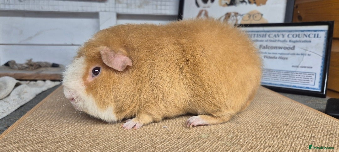 Guinea Pig rodents for sale: Bonded pairs of guinea pigs - Image 9