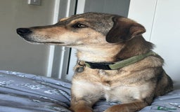 Mixed Breed dogs for adoption: Minnie - Norwich Norfolk  - Image 1