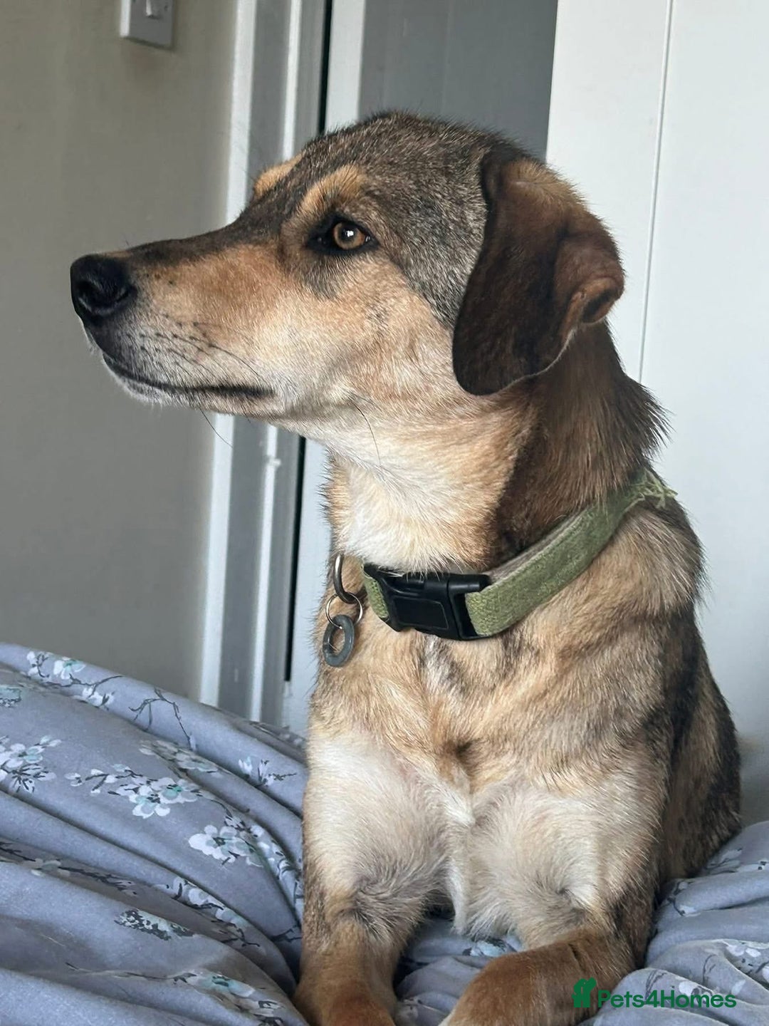 Mixed Breed dogs for adoption: Minnie - Norwich Norfolk  - Image 1