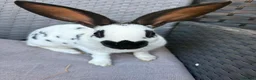 English Spot rabbits for sale: English spot cross brothers - Advert 3