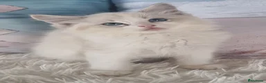 Ragdoll 7