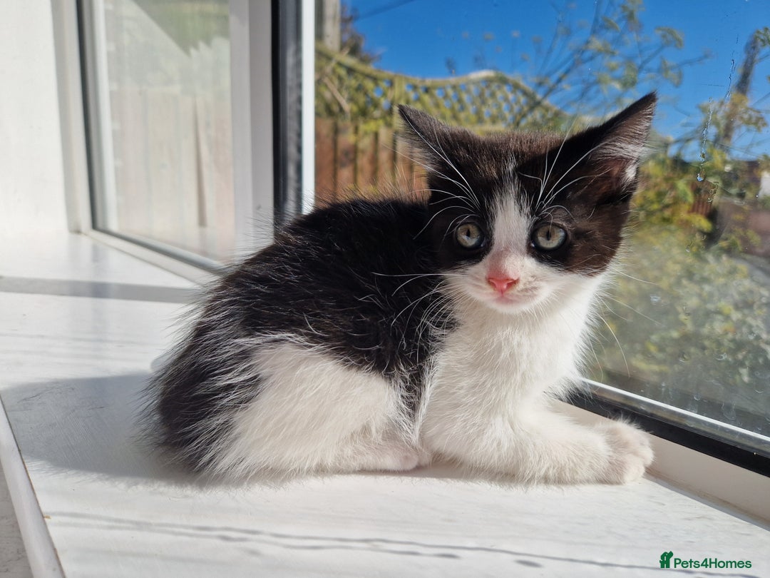 Domestic Shorthair cats for sale: Domestic shorthair kittens  - Image 4
