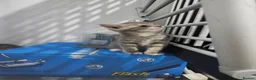 Mixed Breed cats for sale: Brittish shorthair cross - Advert 2