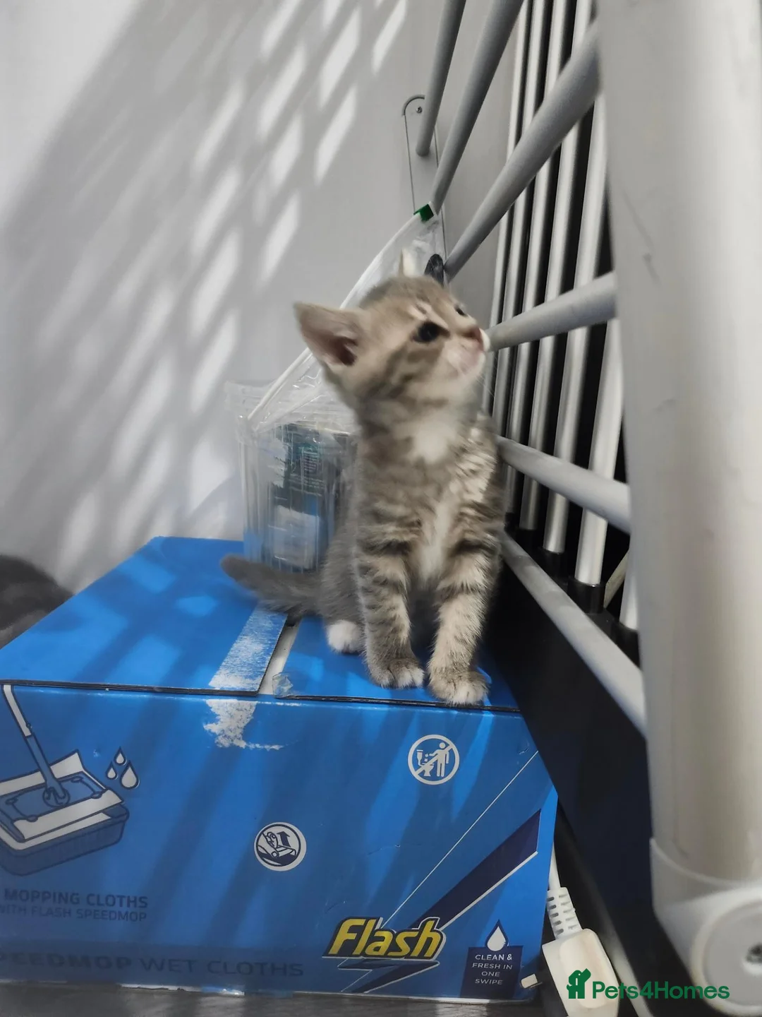Mixed Breed cats for sale: Brittish shorthair cross - Advert 2