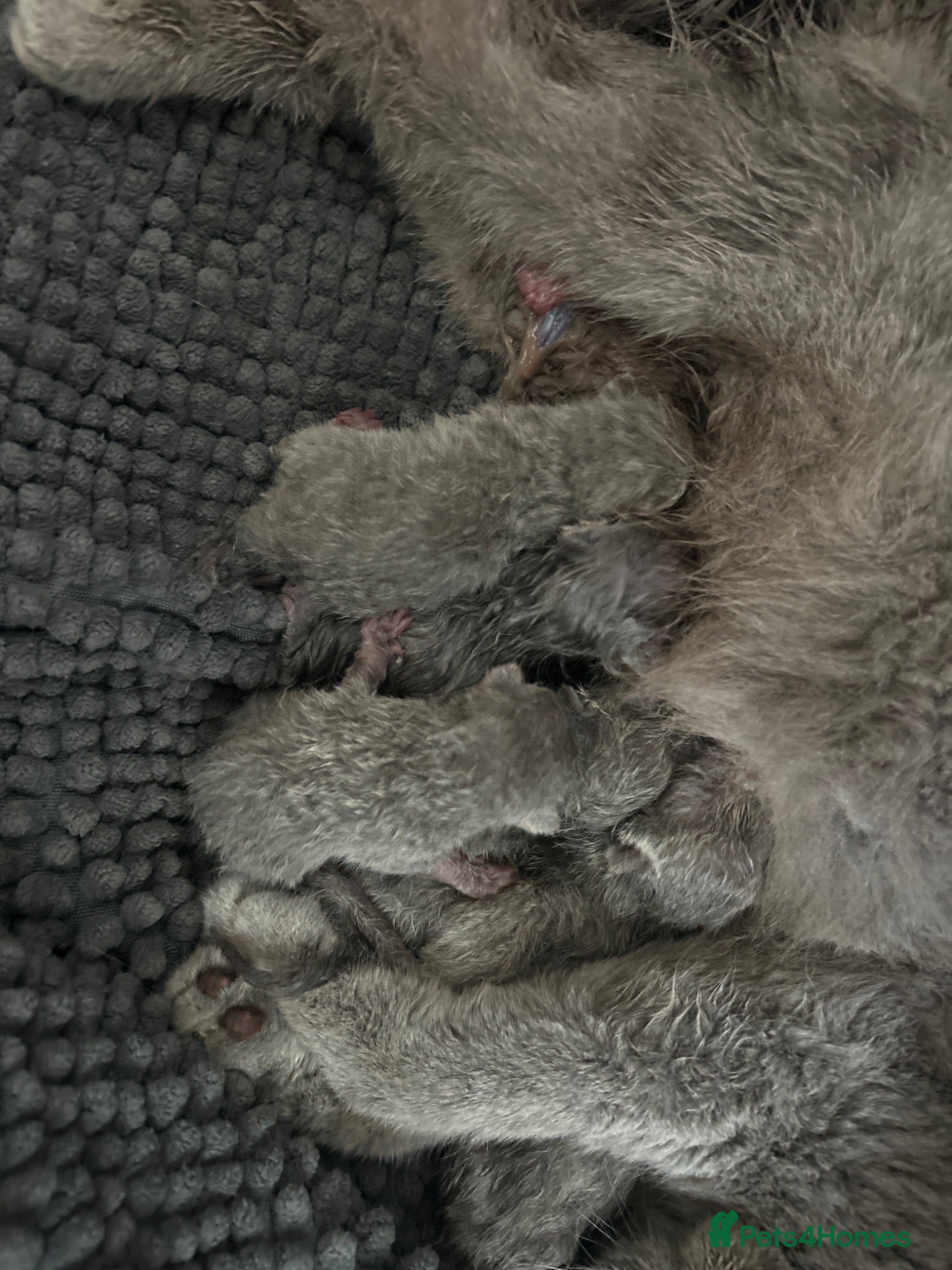 British Shorthair cats 6 tiny blues BSH champions  - Advert 1
