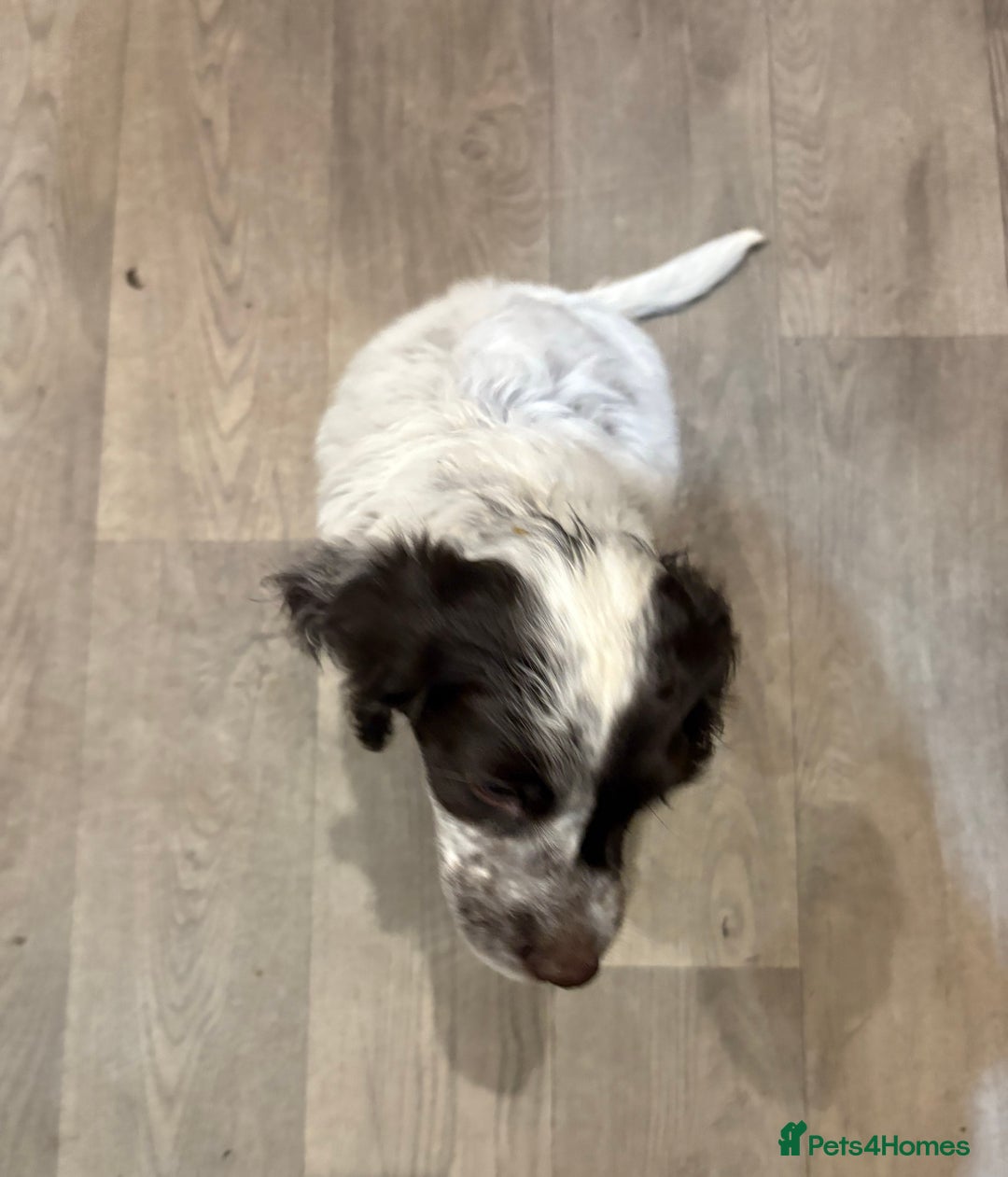 Sprocker dogs for sale: Sprocker puppy for sale  - Image 3