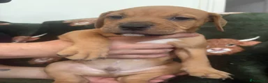 Mixed Breed 5