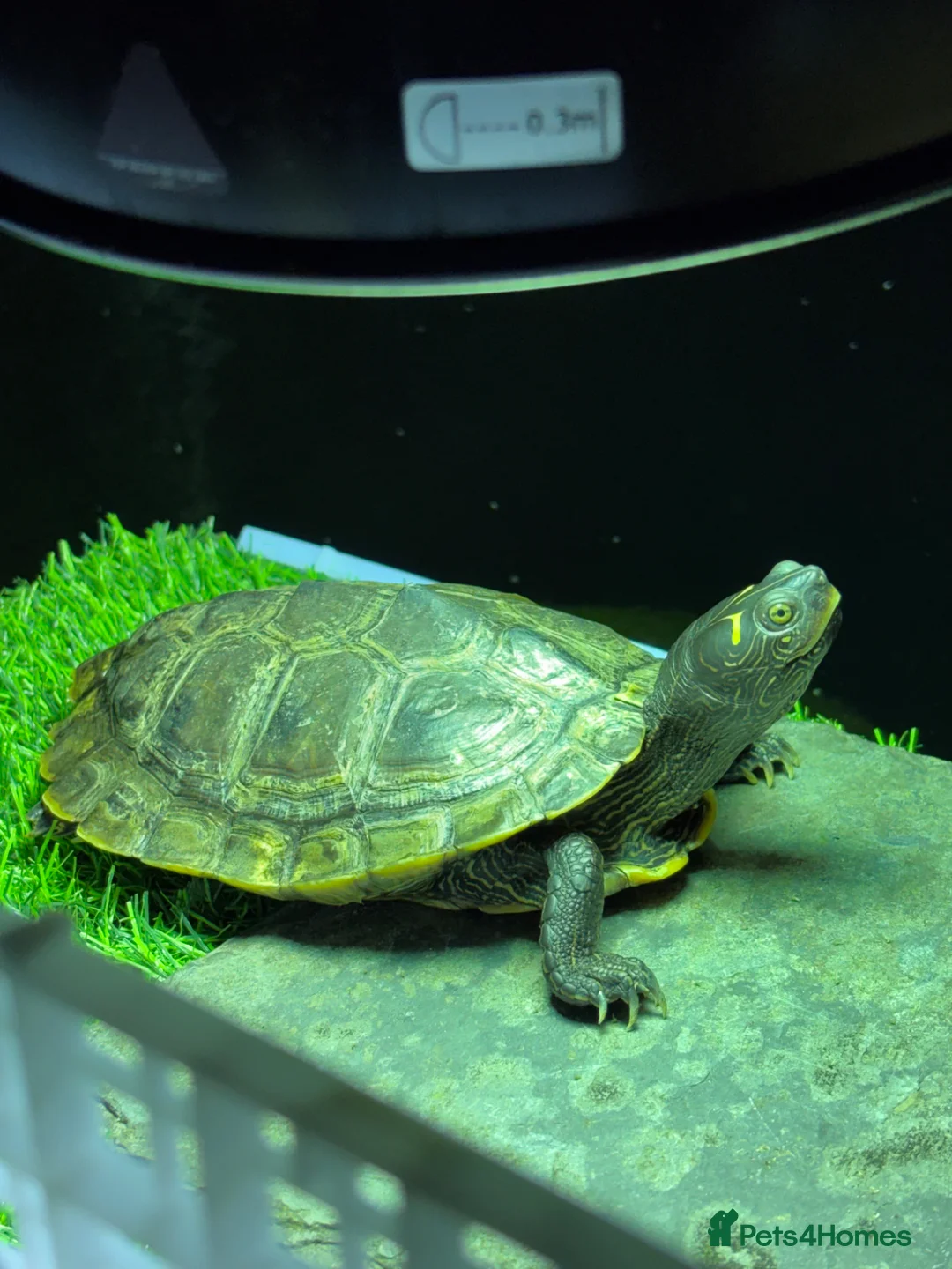 Turtle reptiles for sale: False Map turtle  - Advert 1