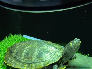 Turtle reptiles False Map turtle - Advert 1