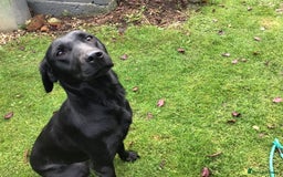 Labrador Retriever dogs for sale: Labrador bitch puppy - Advert 3