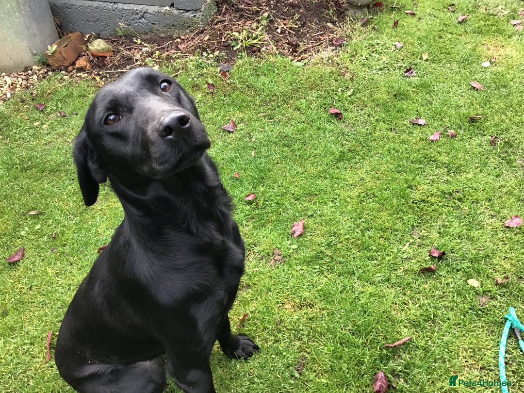 Labrador Retriever dogs for sale: Labrador bitch puppy - Advert 3