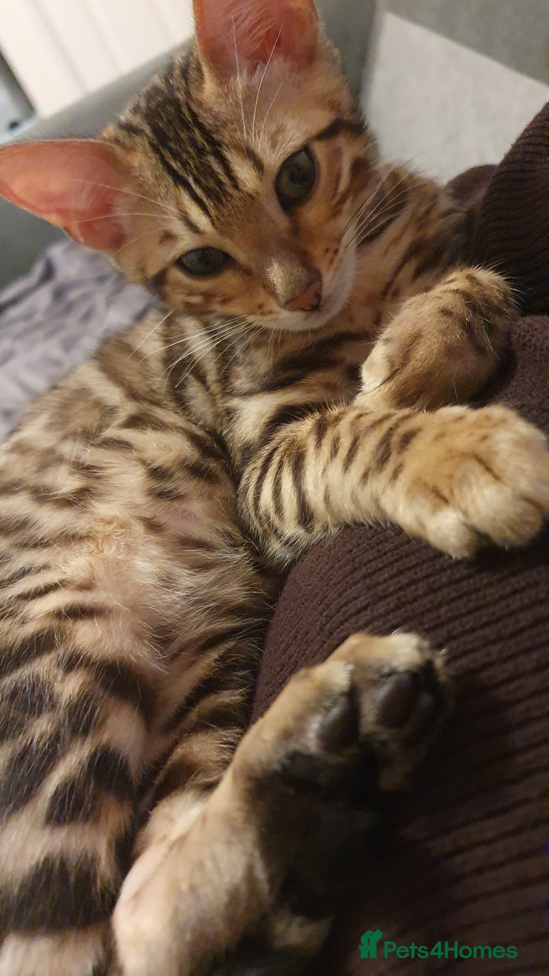 Bengal cats for sale: Beautiful Bengal kittens - Advert 7