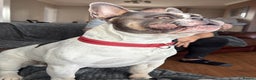 French Bulldog dogs for stud: French bulldog for STUD - Advert 7