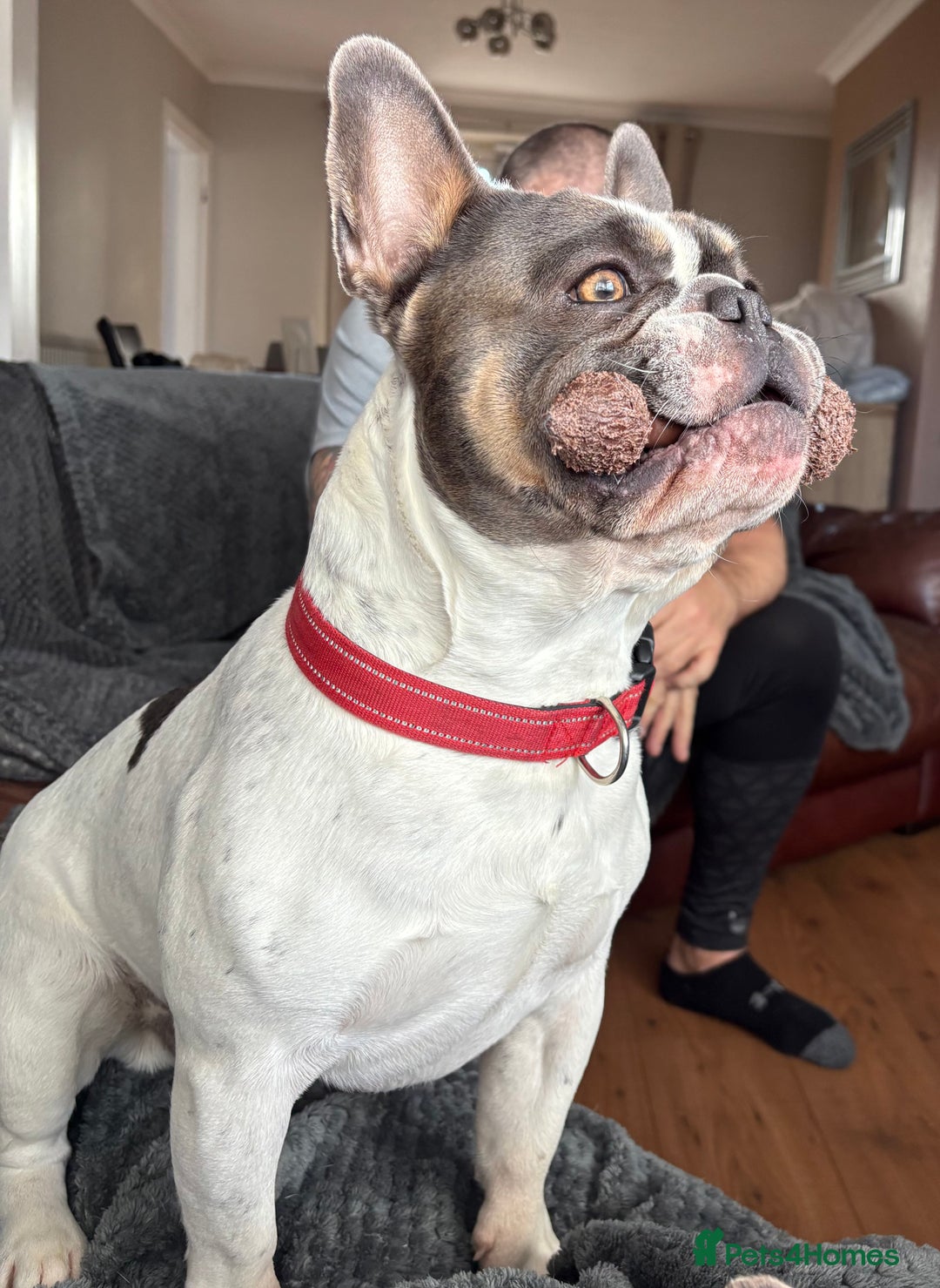 French Bulldog dogs for stud: French bulldog for STUD - Advert 7