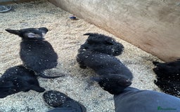 German Shepherd dogs for sale: German shepherd puppies  - Advert 37