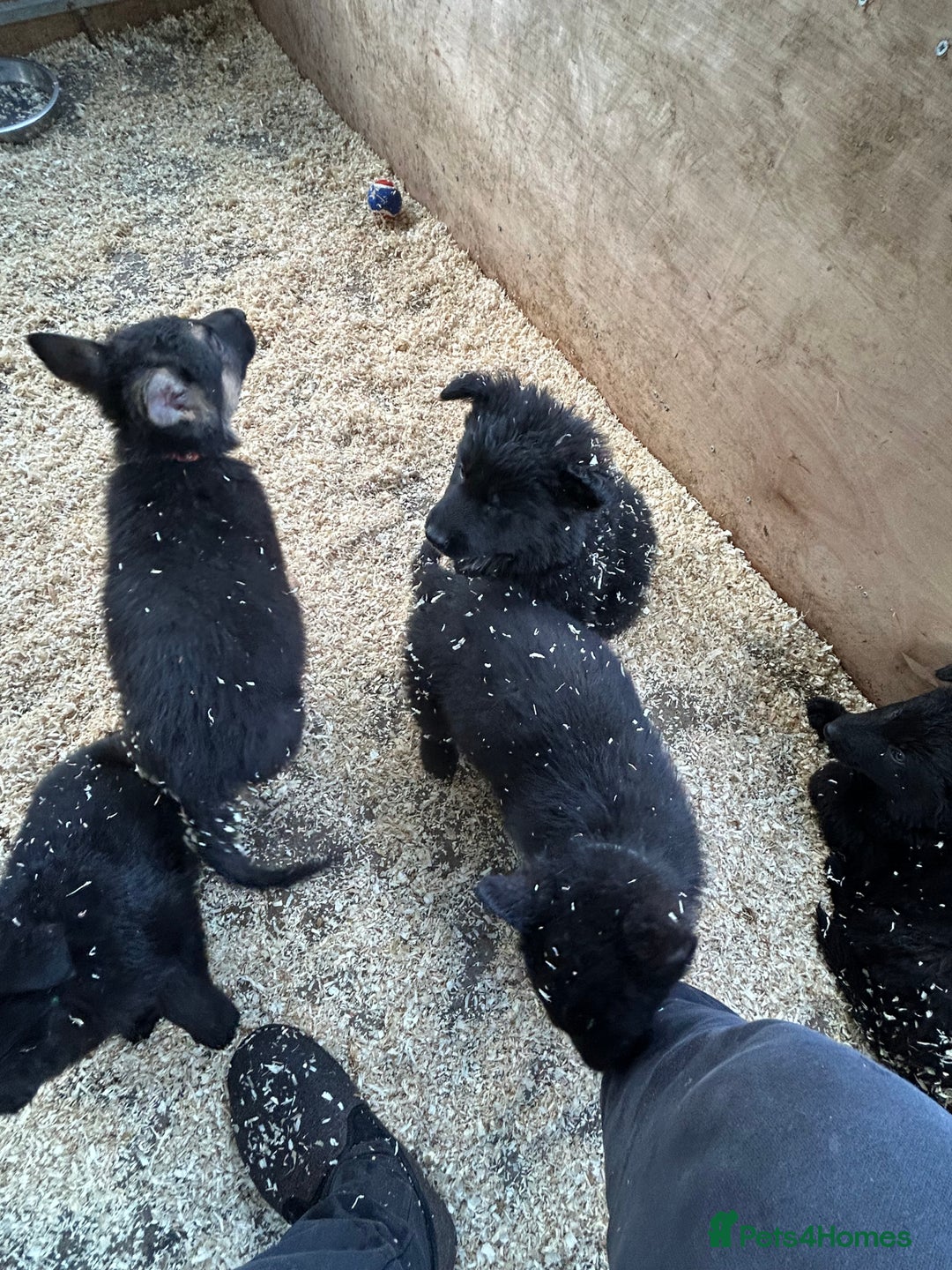 German Shepherd dogs for sale: German shepherd puppies  - Advert 37