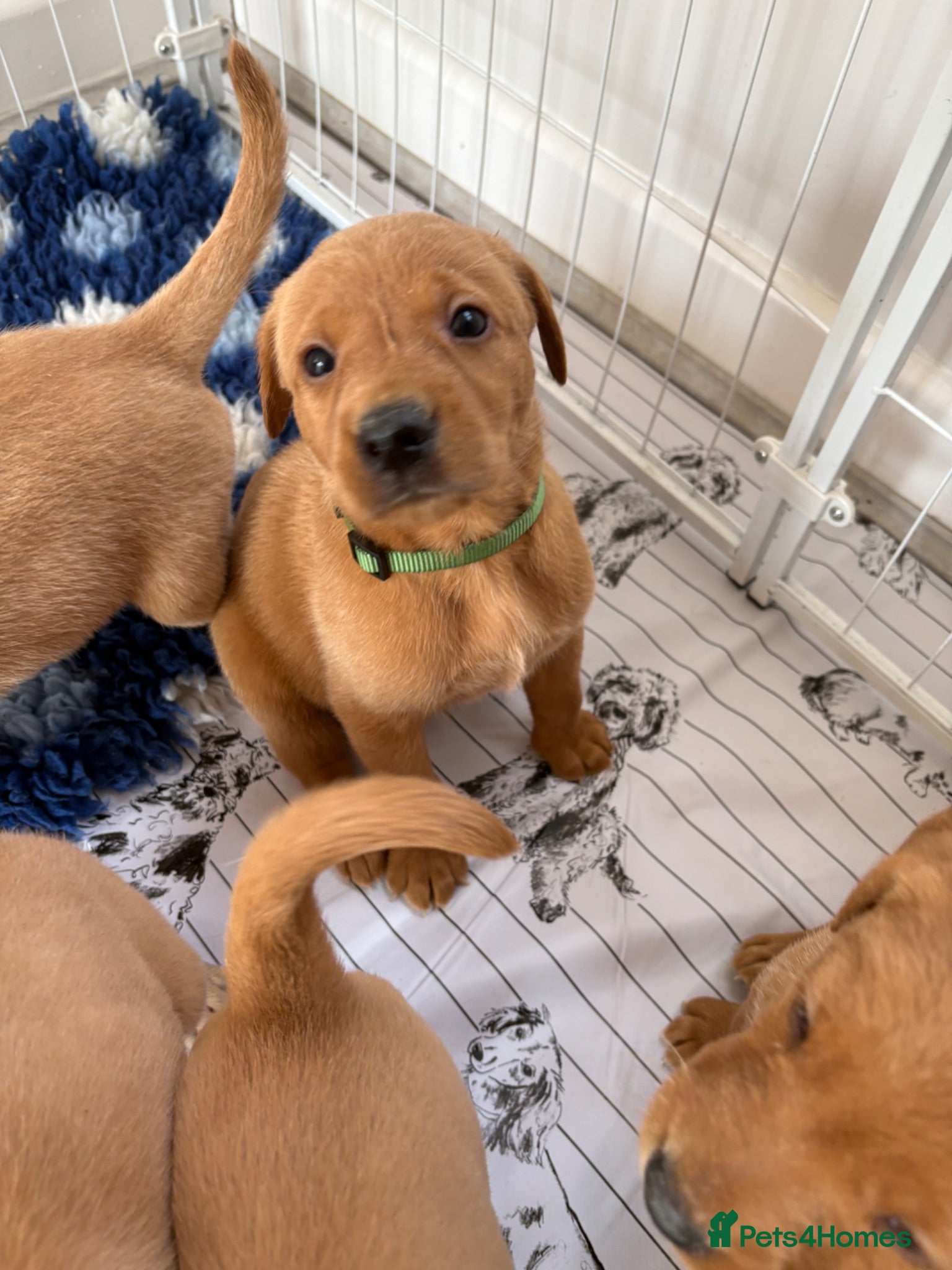 Labrador Retriever dogs Exceptional pedigree fox red Labrador retrievers - Advert 1