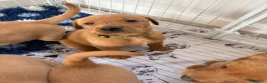 Labrador Retriever 3