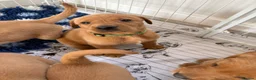 Labrador Retriever dogs for sale: Exceptional pedigree fox red Labrador retrievers - Advert 1