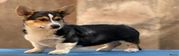 Welsh Corgi Pembroke dogs for sale: Quality Corgi pembroke  available for loving homes - Advert 7