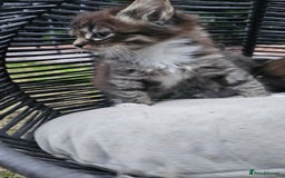 Persian cats for sale: Very beatifull perian kittens - Image 23