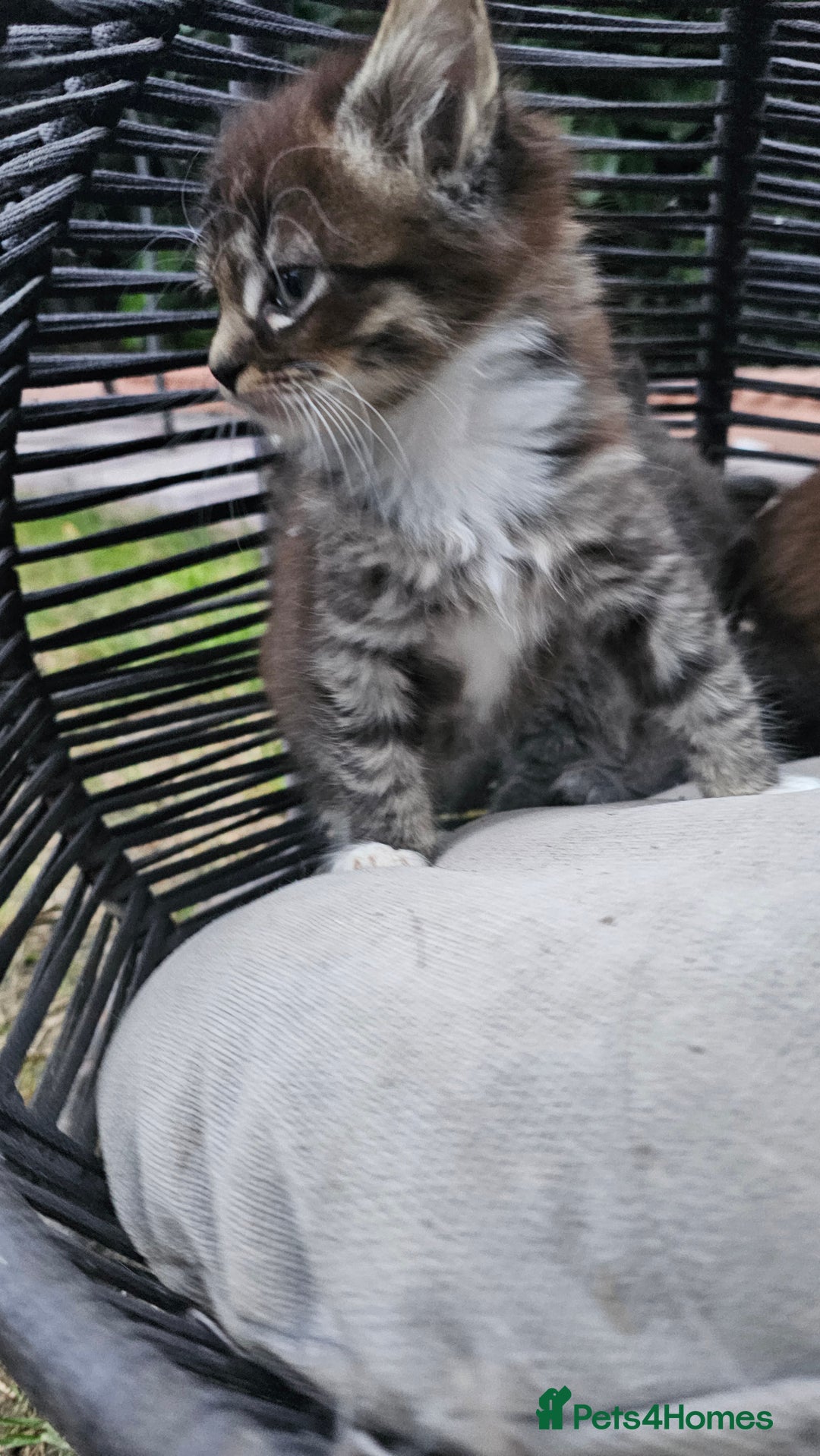 Persian cats for sale: Very beatifull perian kittens - Image 23