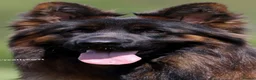 German Shepherd dogs for sale: Top Quality German shepherd Long Hair Puppies 🐾🥰 - Advert 1