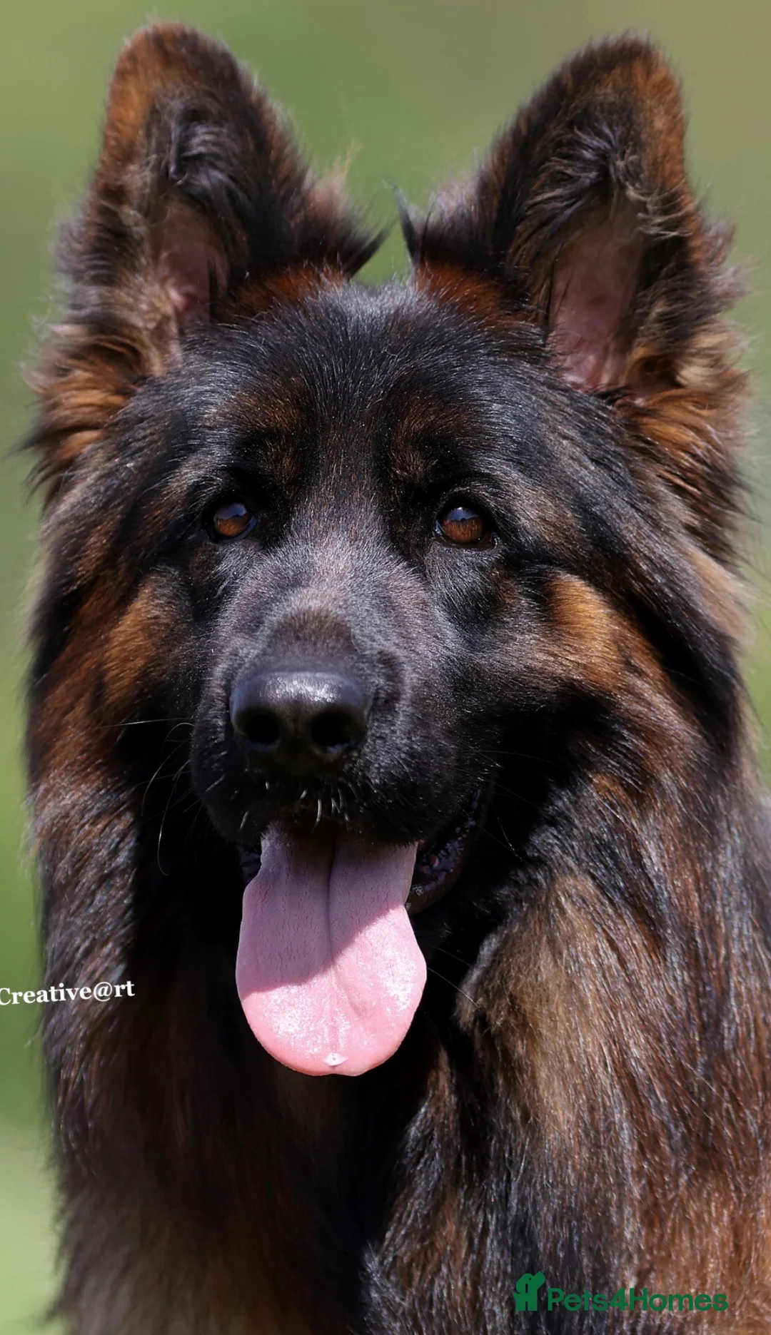 German Shepherd dogs for sale: Top Quality German shepherd Long Hair Puppies 🐾🥰 - Advert 1