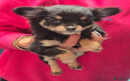 Chihuahua dogs for sale: Stunning long haired chihuahuas - Image 4