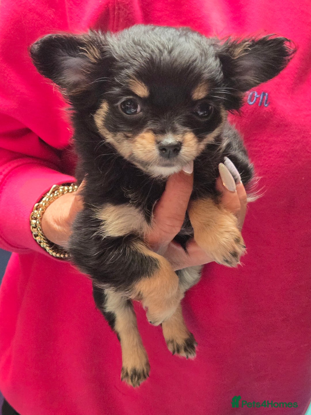 Chihuahua dogs for sale: Stunning long haired chihuahuas - Image 4