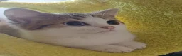 British Shorthair cats for sale: Ready to leave🐱 - Advert 2