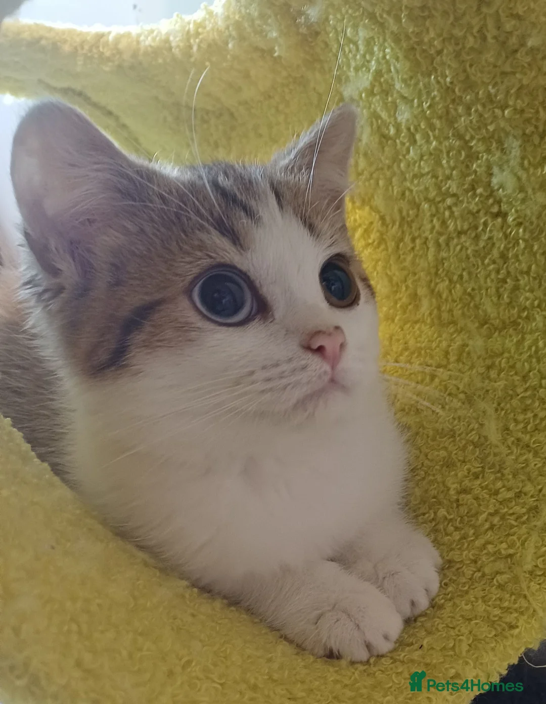 British Shorthair cats for sale: Ready to leave🐱 - Advert 2