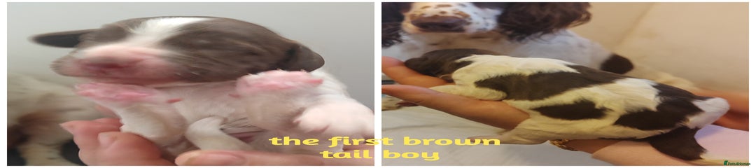 English Springer Spaniel Puppy 1