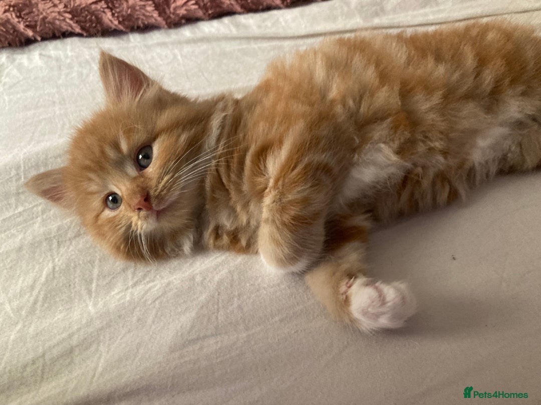 Mixed Breed cats for sale: Lovely kitten for sale  - Image 5