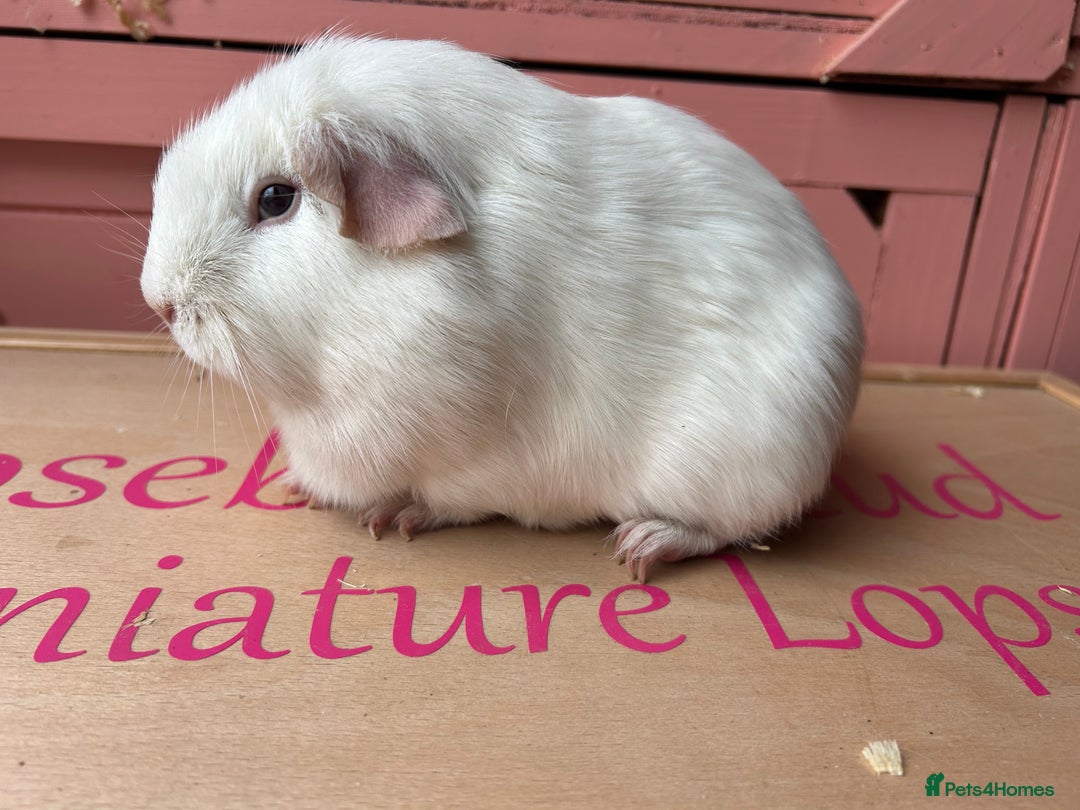 Guinea Pig rodents for sale: Male guinea pig  - Image 2