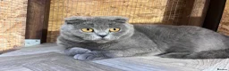 Mixed Breed cats for sale: 😍MAINE COON MIX BRITISHSHORTHAIR😍 in Southampton - Advert 2