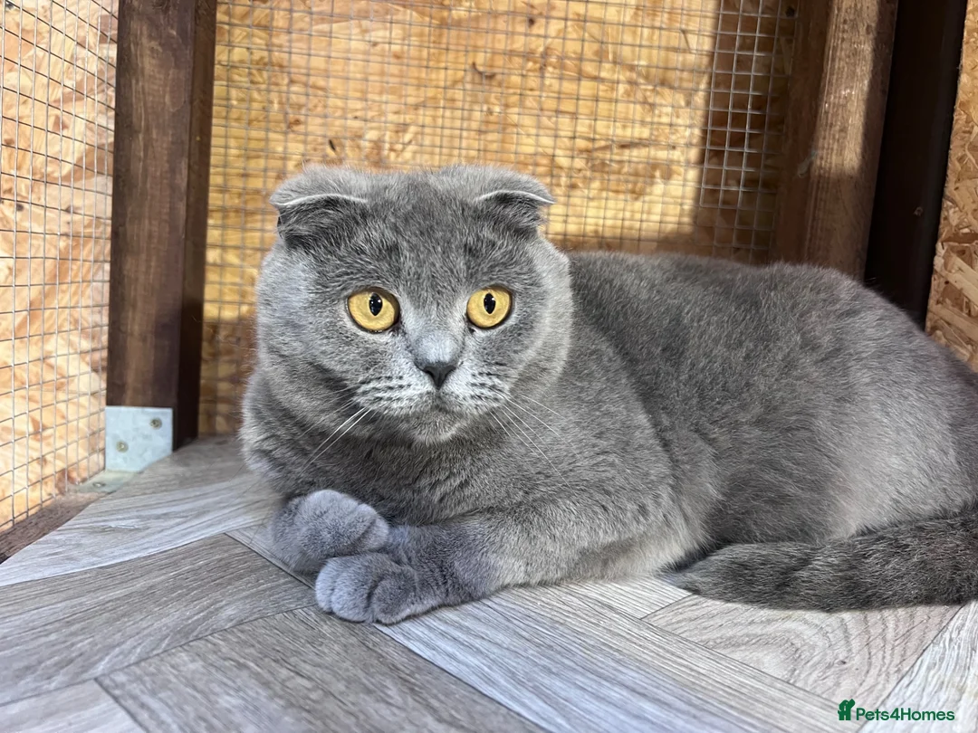 Mixed Breed cats for sale: 😍MAINE COON MIX BRITISHSHORTHAIR😍 in Southampton - Advert 2