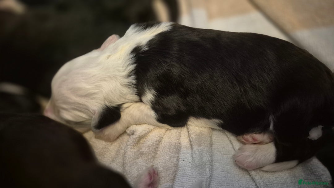 Mixed Breed dogs for sale: Old English Sheepdog puppies  OES X Golden Oldie - Image 10