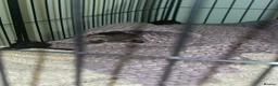 Ferret rodents for sale: Ferret  in Redcar - Advert 1