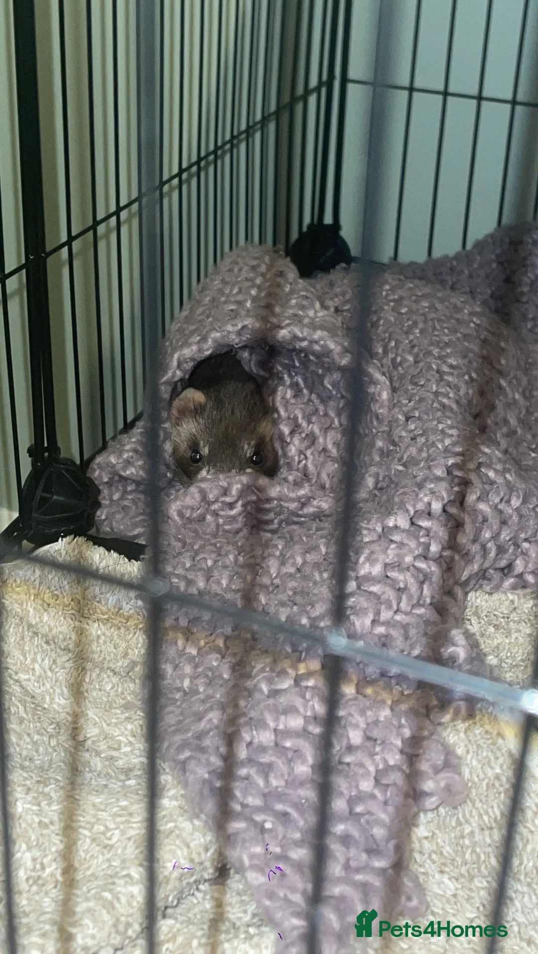 Ferret rodents for sale: Ferret  in Redcar - Advert 1