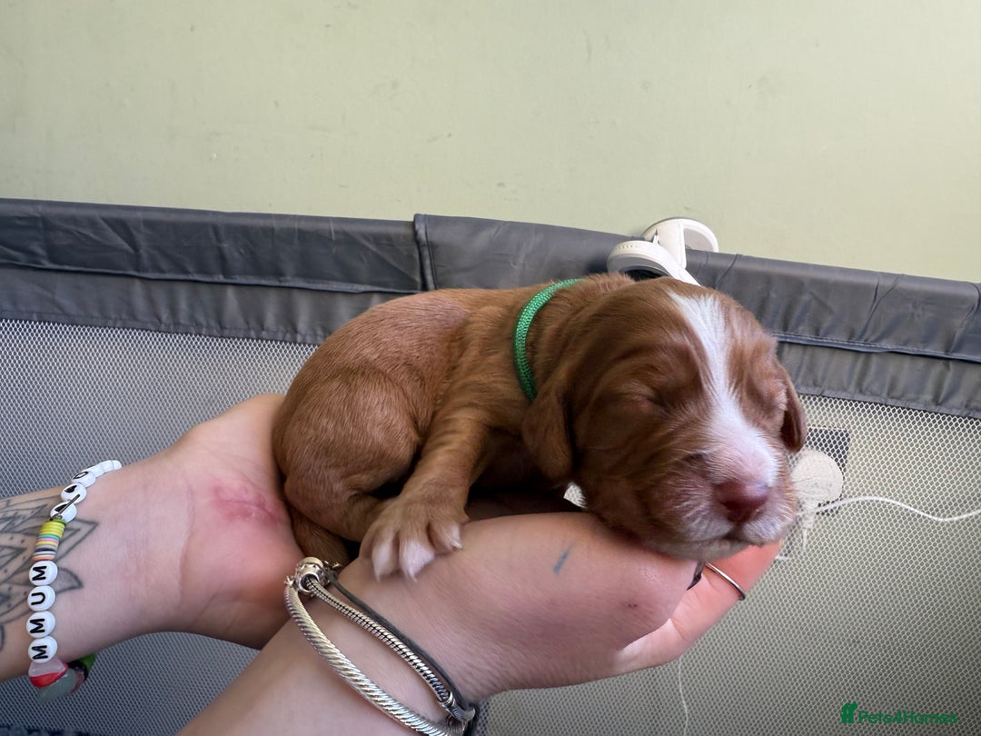 Cocker Spaniel dogs for sale: cocker spaniel puppy's - Advert 4