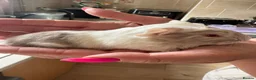 Guinea Pig rodents for sale: 2 baby males and a young boar - Advert 2