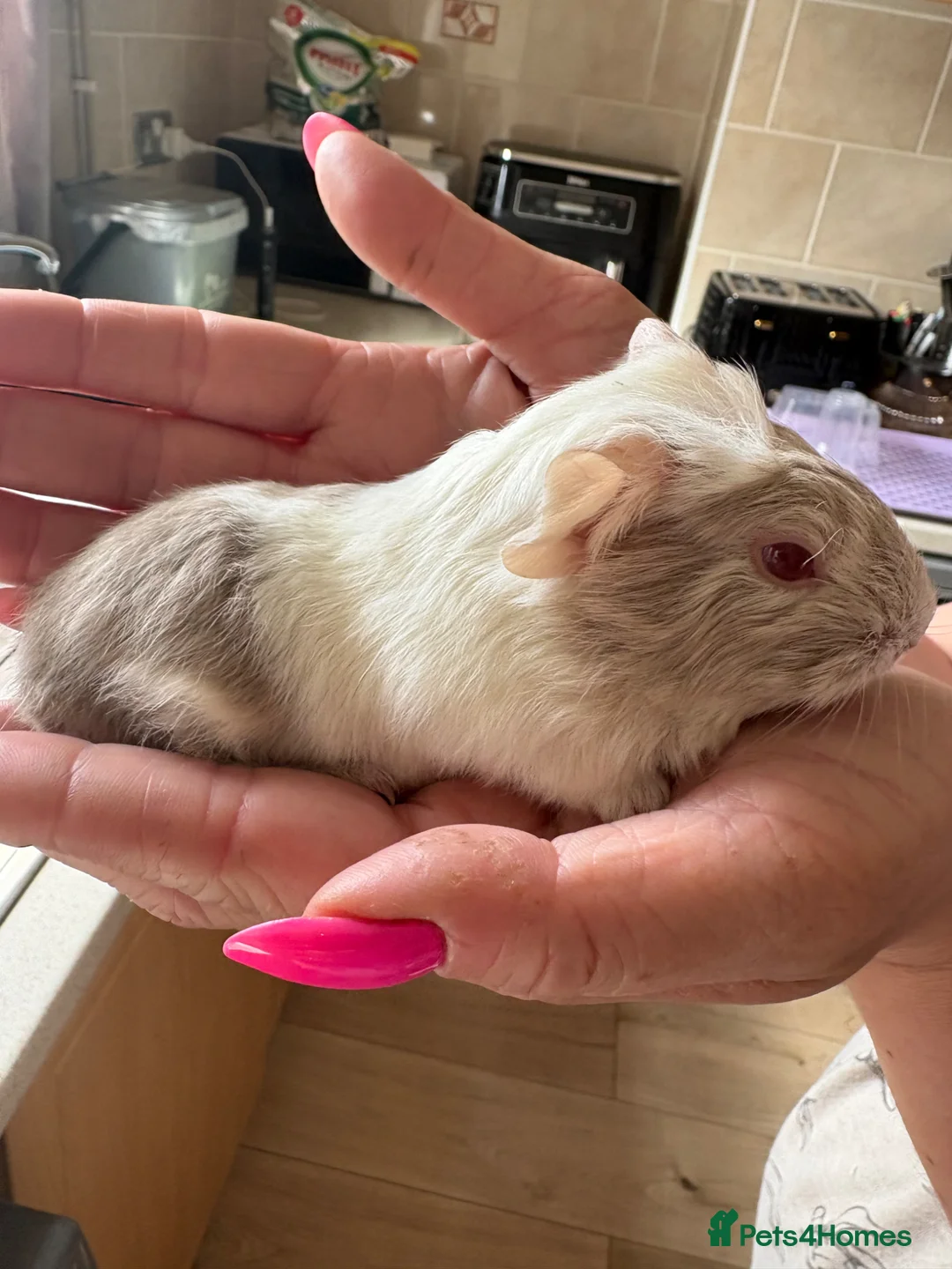 Guinea Pig rodents for sale: 2 baby males and a young boar - Advert 2