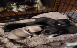 Chihuahua dogs for sale: chihuahua Pups (2months)  - Image 5