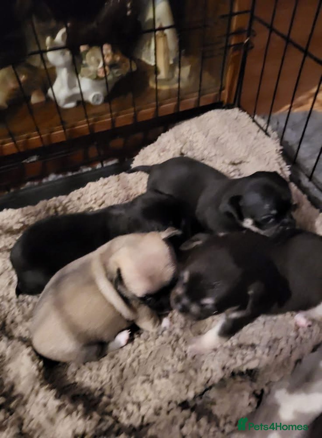 Chihuahua dogs for sale: chihuahua Pups (2months)  - Image 5