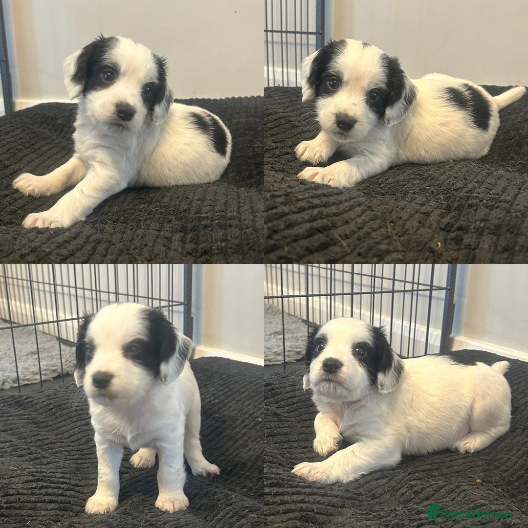 Cocker Spaniel dogs for sale: KC Working Cocker Spaniel Puppies - Image 2