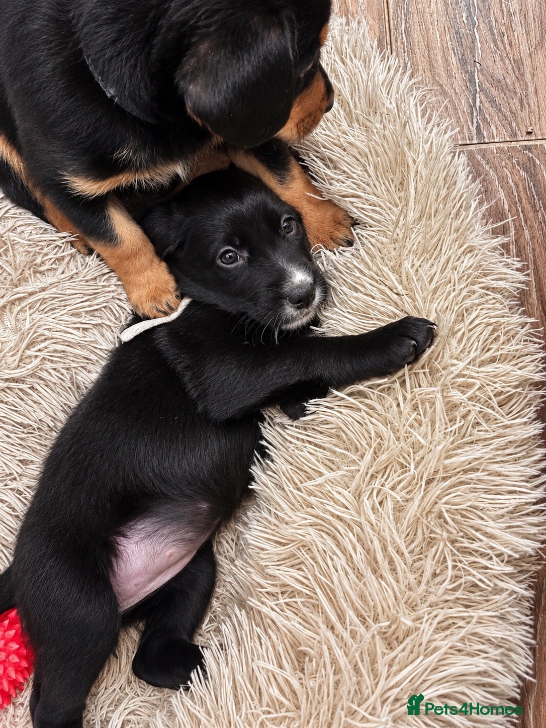 Mixed Breed dogs 🐾 Beautiful Colipoo Pups 2 LEFT    - Advert 1