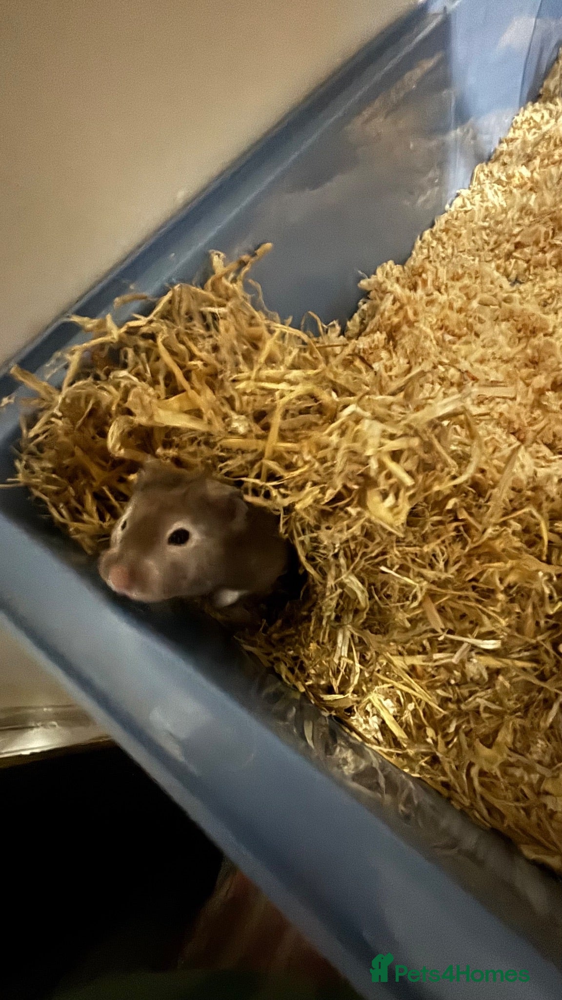 Hamster rodents Rocky the Syrian hamster  - Advert 17